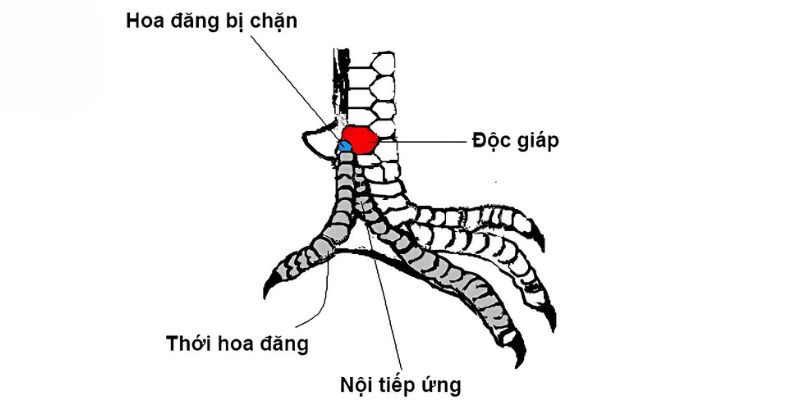 Giới thiệu những thông tin cơ bản về coi vảy đá gà