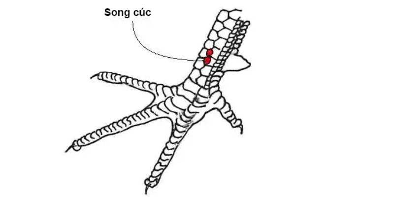 Vảy gà song cúc mang lại may mắn và tài lộc cho chủ nhân